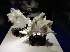 -贝壳王国博物馆