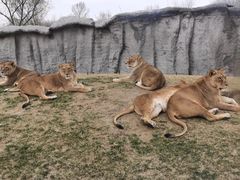 -北京野生动物园