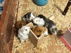 -70cat德文卷毛猫·缅因猫纯种猫舍