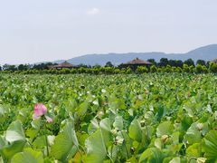 -漩门湾国家湿地公园