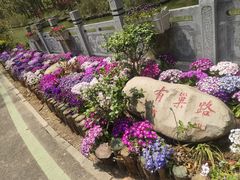 -合肥滨湖国家森林公园