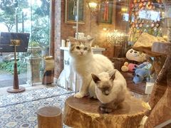 -more than meow吴止猫主题餐厅(承德 中船汇店)