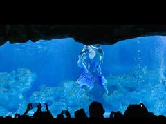 -芜湖新华联大白鲸海洋公园