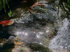 -湖畔居茶楼(湖滨店)