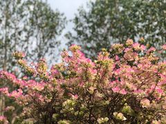 -东莞植物园