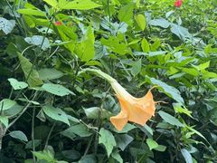 -西双版纳原始森林公园