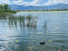 -野鸭湖国家湿地公园