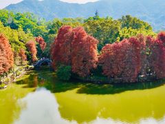 -深圳市中科院仙湖植物园