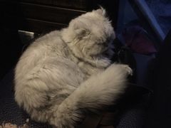 -小主人西餐厅 master table(青年中路店)