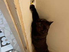 -有猫咖啡umeow coffee