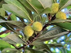 -宝岩生态观光园