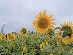 -野狸岛