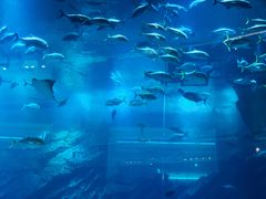 -迪拜水族馆及水下动物园