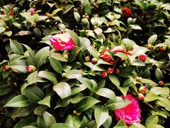 -龙大花卉苗木市场