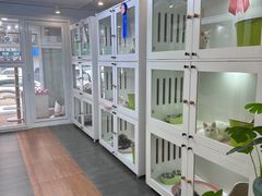 -青奢宠物·青奢猫舍