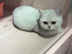 -FAELING PETS美天灵宠物(富力广场店)