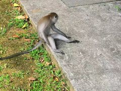 -武吉知马自然保护区