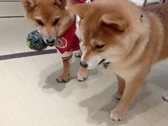-逗柴咖啡屋·狗咖猫咖宠物桌游