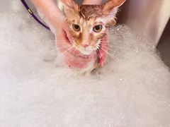 -PETKIT小佩宠物(古北店)