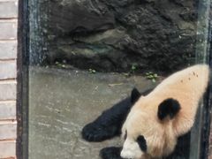 -都江堰中华大熊猫苑