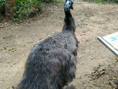 -广东茂名森林公园