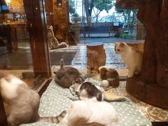 -more than meow吴止猫主题餐厅(承德 中船汇店)
