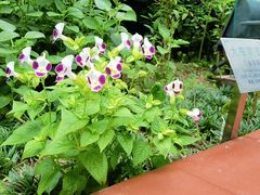 -广州神农草堂中医药博物馆