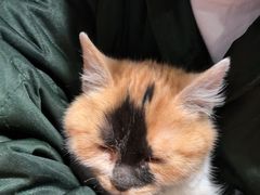 -天使宠物医院·犬猫分诊(彩虹店)