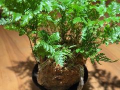 -阿强家川菜·29年老字号(岗顶店)