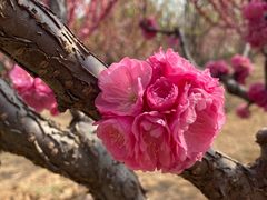 -北京西山国家森林公园