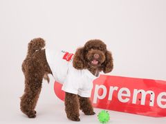 -超宠爱宠物摄影-Super pet
