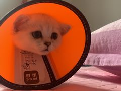 -Bastet sally猫舍购宠(静安店)