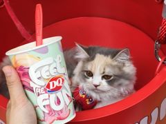 -DQ·蛋糕·冰淇淋(五角场万达店)