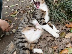 -灵顺寺