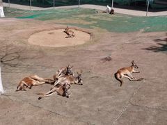 -西霞口神雕山野生动物世界
