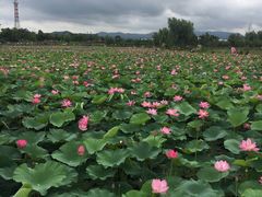 -羊亭河湿地公园