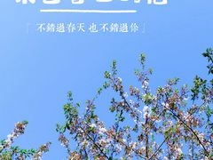 -高东镇樱花园