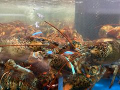 波士顿龙虾-盒马鲜生(皇庭广场店)
