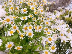 -花邻FloweringLife花艺气球派对(武康大楼店)