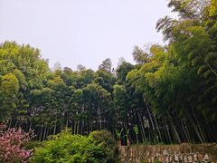 -上海市保健医疗中心