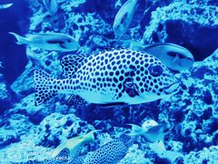 -成都浩海立方海洋公园