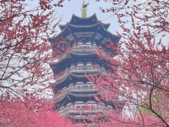 -洋湖国家湿地公园