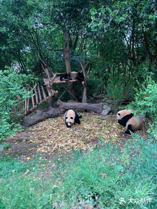 成都大熊貓繁育研究基地圖片