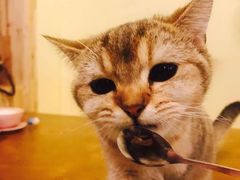 -猫色咖啡·猫咖