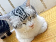 -李小姐の猫咖啡馆(五角场店)