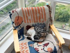 -爱洗澡的猫(望京店)