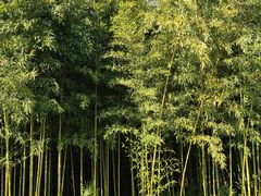 -黄海国家森林公园