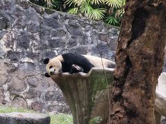 -都江堰中华大熊猫苑