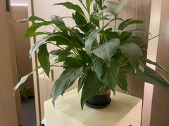 -耳湾躺式采耳SPA馆(保利五月花店)