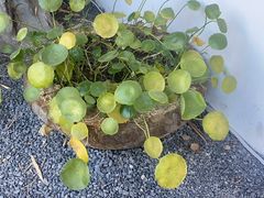 -小闺女儿肉龙(西湖道店)